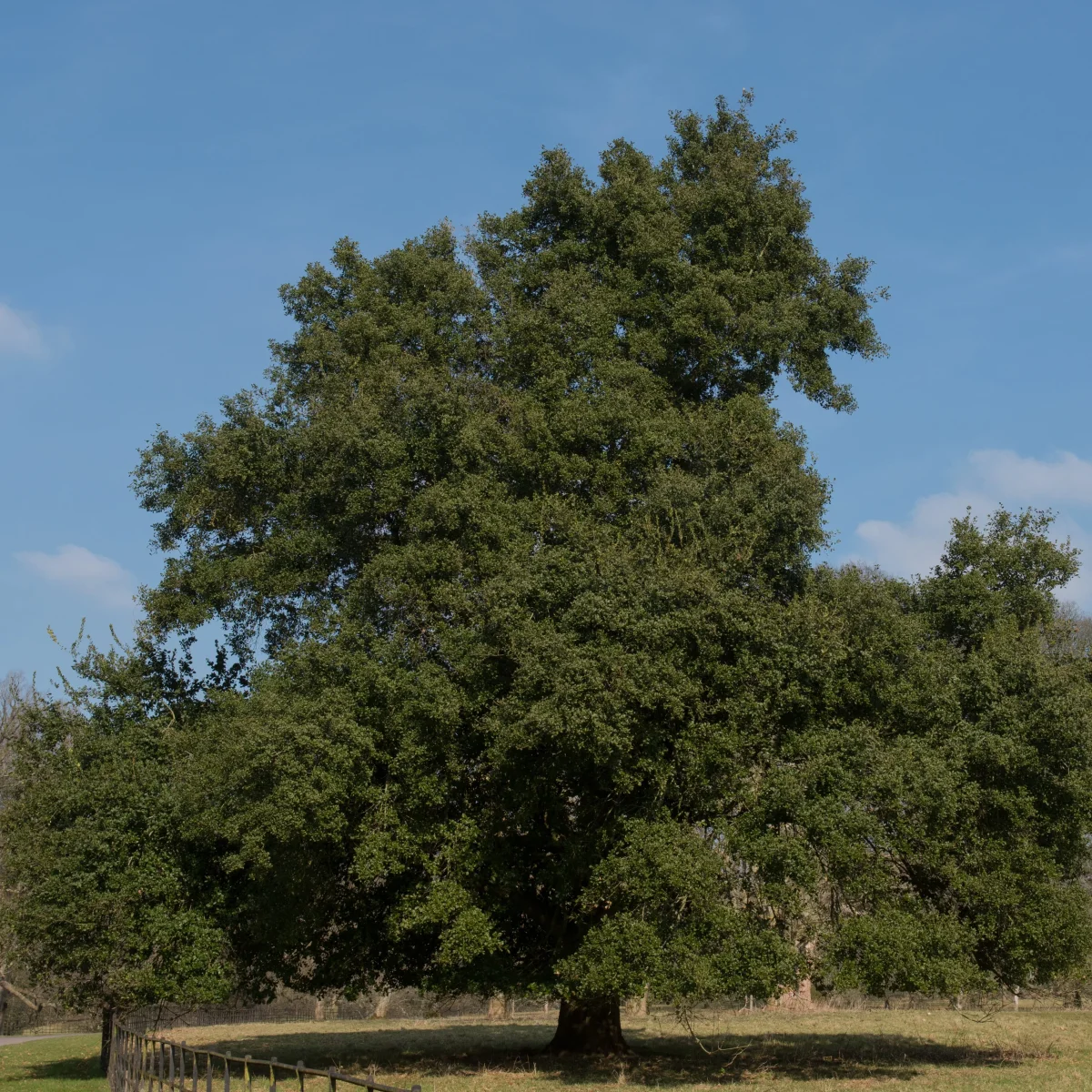 Chêne vert – Image 2