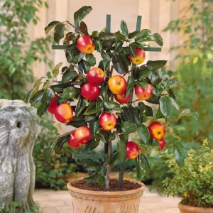Mini-pommier Gala