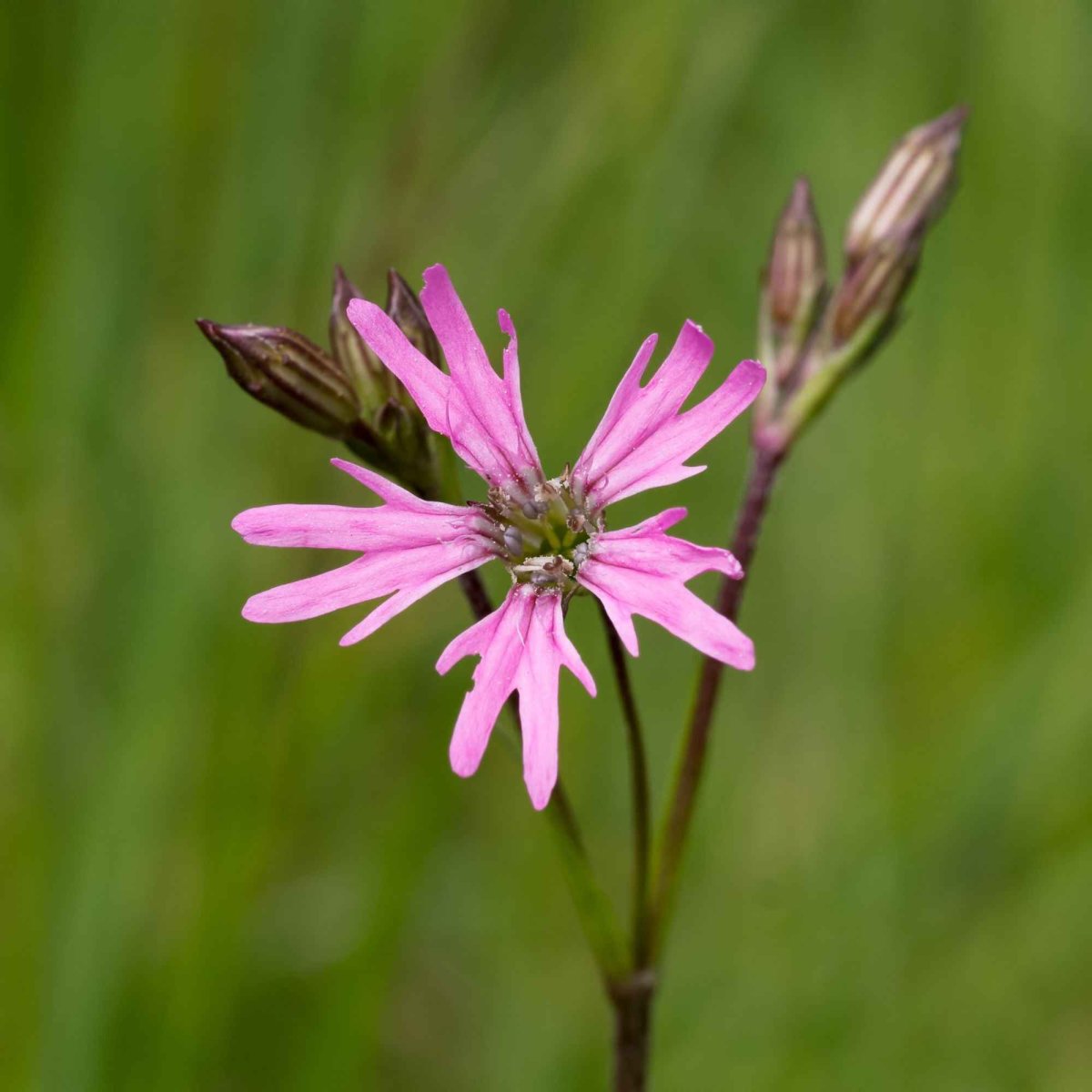 Lychnis fleur de coucou – Image 3