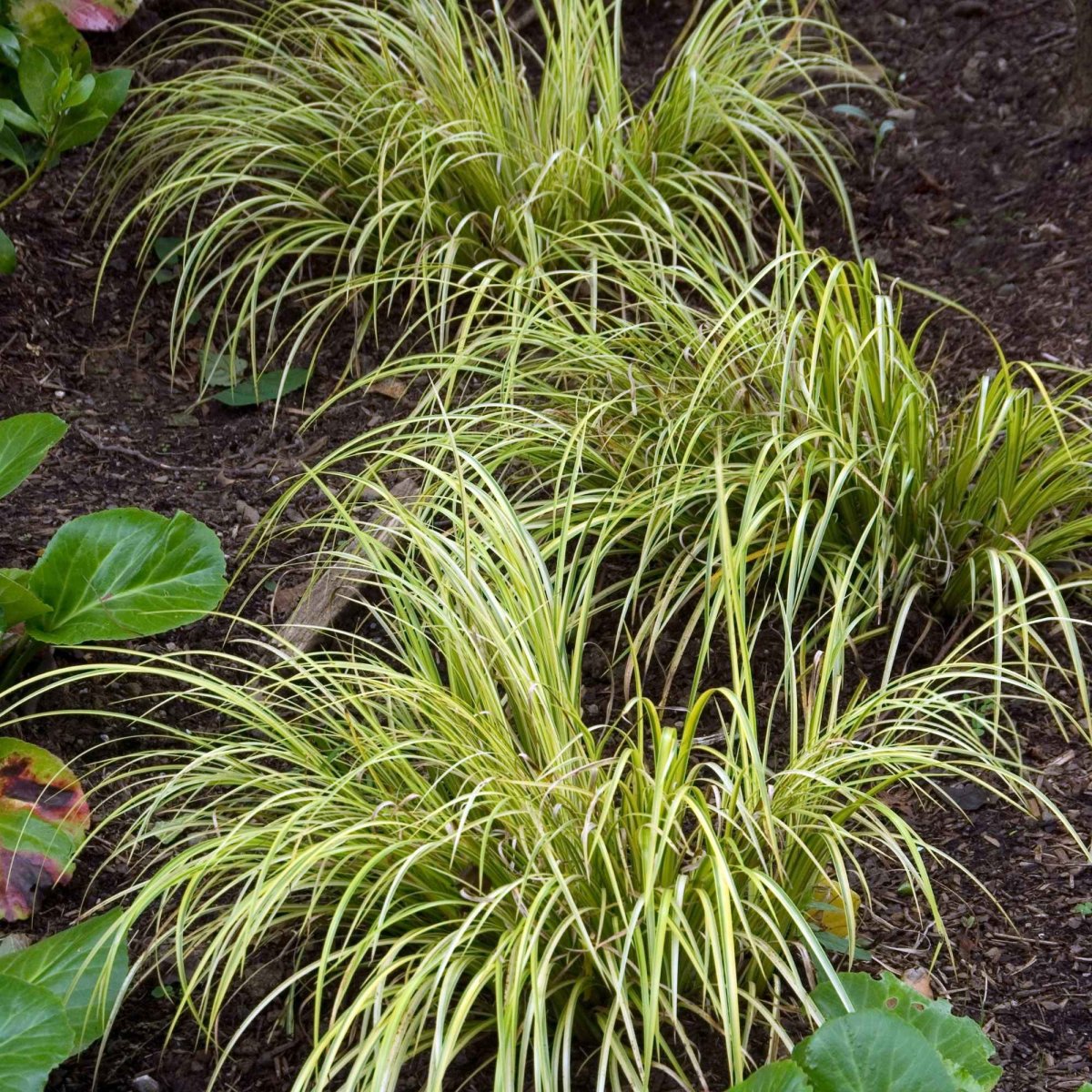 Acore gramineus Ogon – Image 2