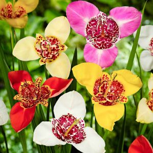 Oeil-de-paon en mélange