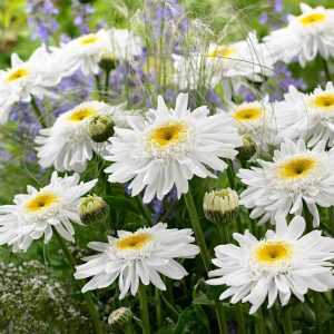 Marguerite 'Wirral Supreme'