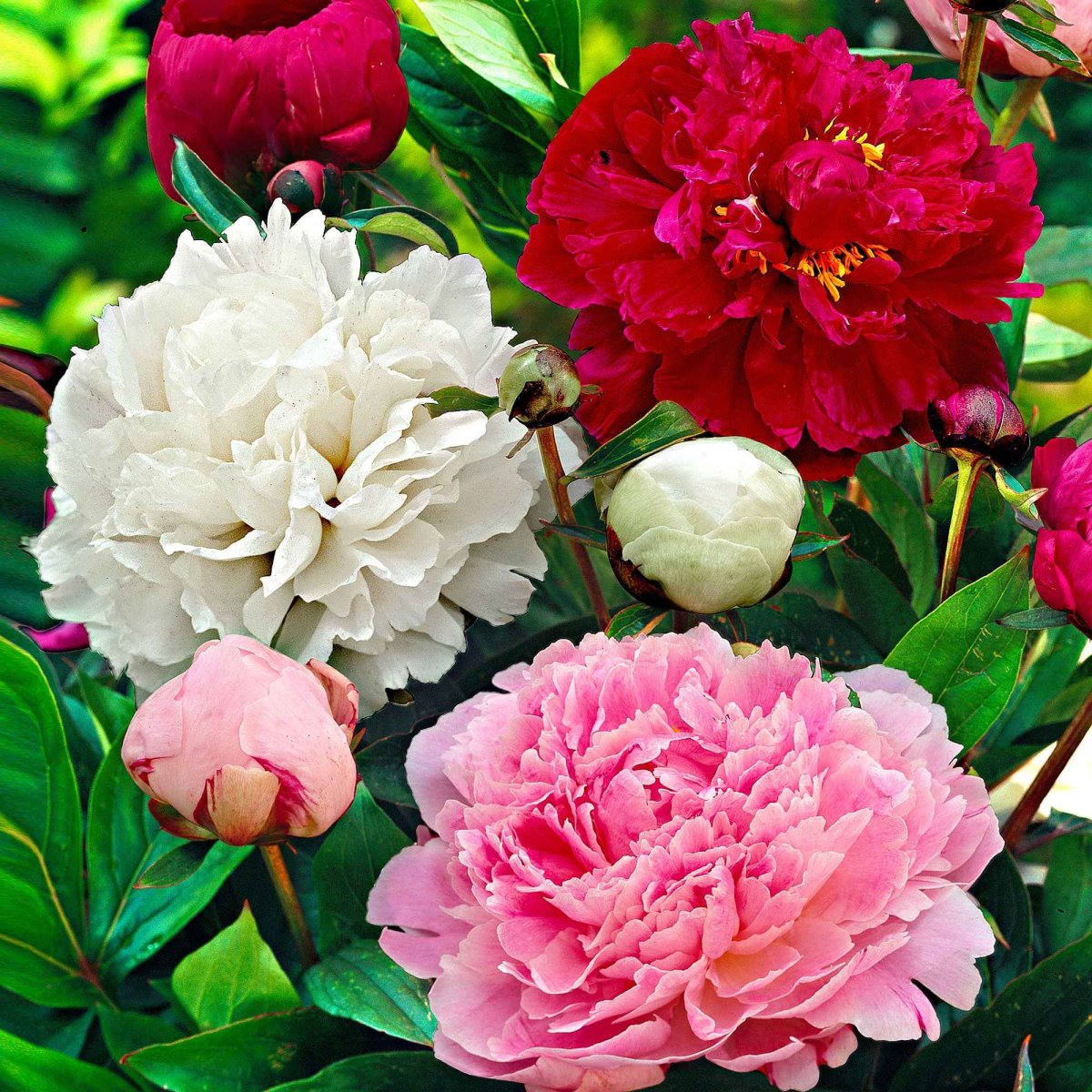 Mélange de 3 pivoines : Immaculée, Sorbet, Red Charm – Image 2