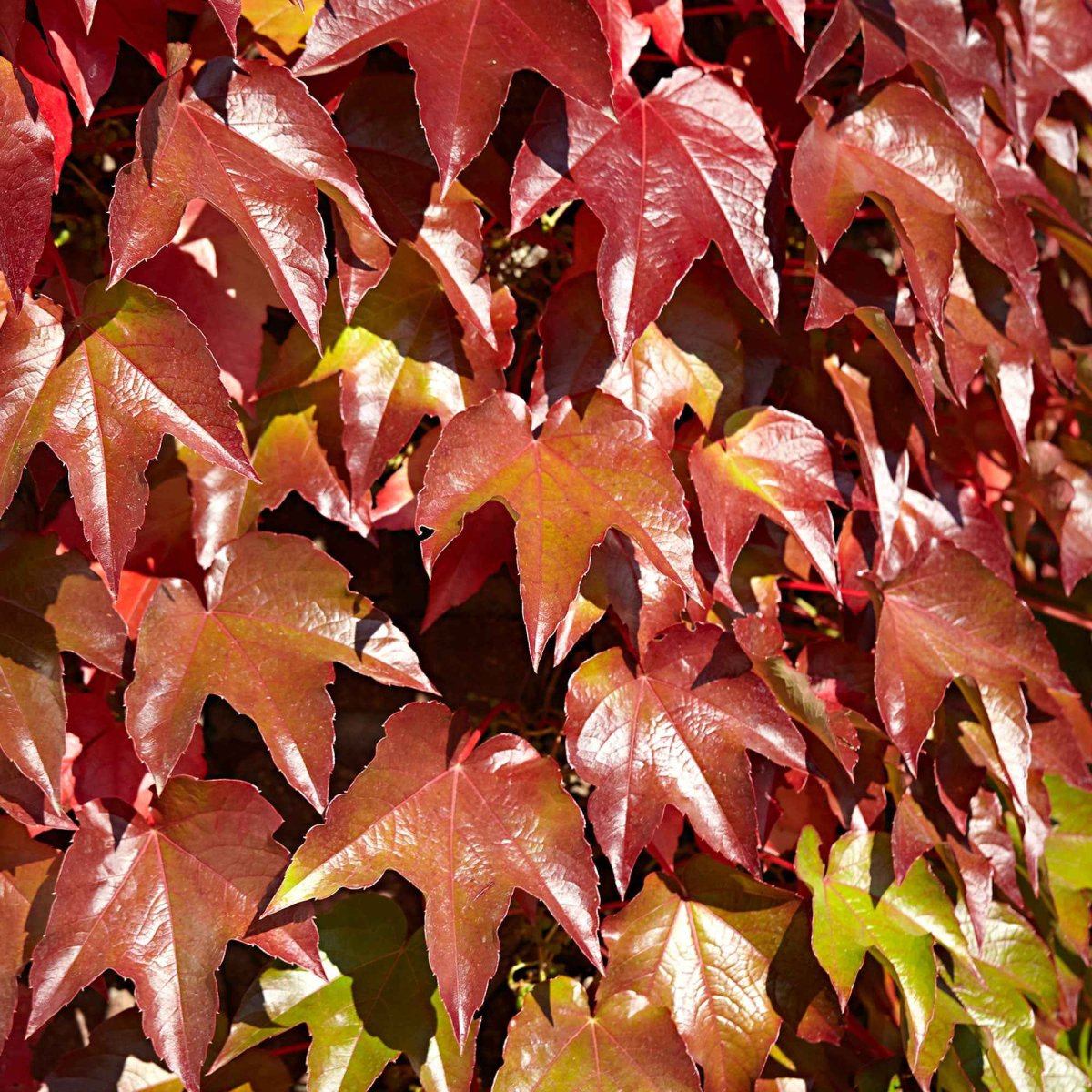 Vigne vierge – Image 3