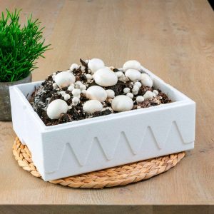 Kit champignon blanc de Paris