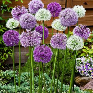 10 Alliums d'ornements en mélange