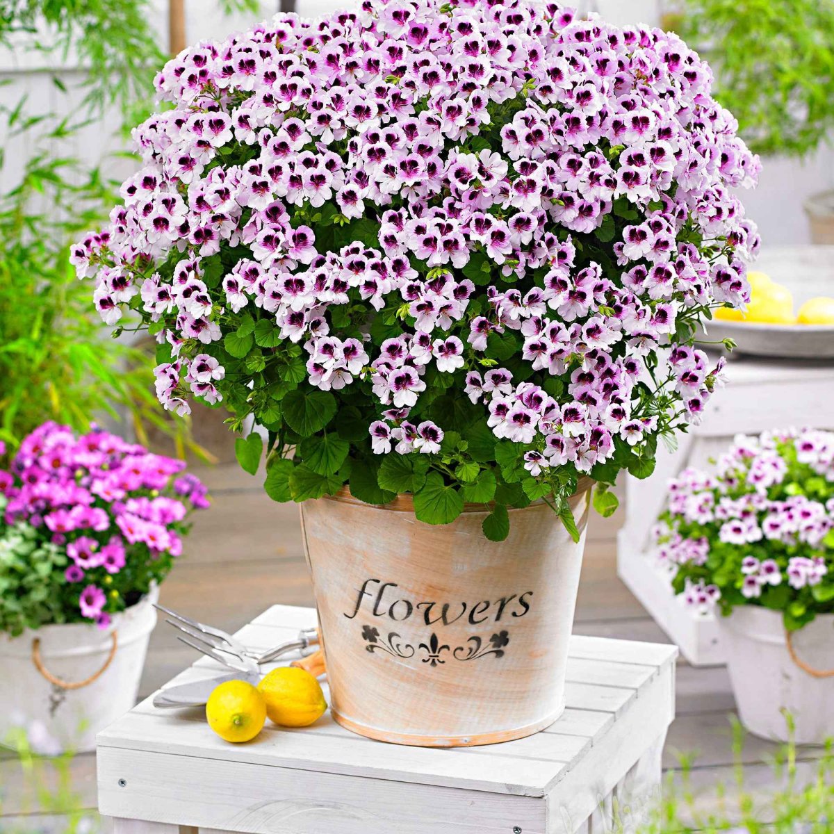 3 Pelargoniums odorants Mosquitaway Lizzy – Image 3