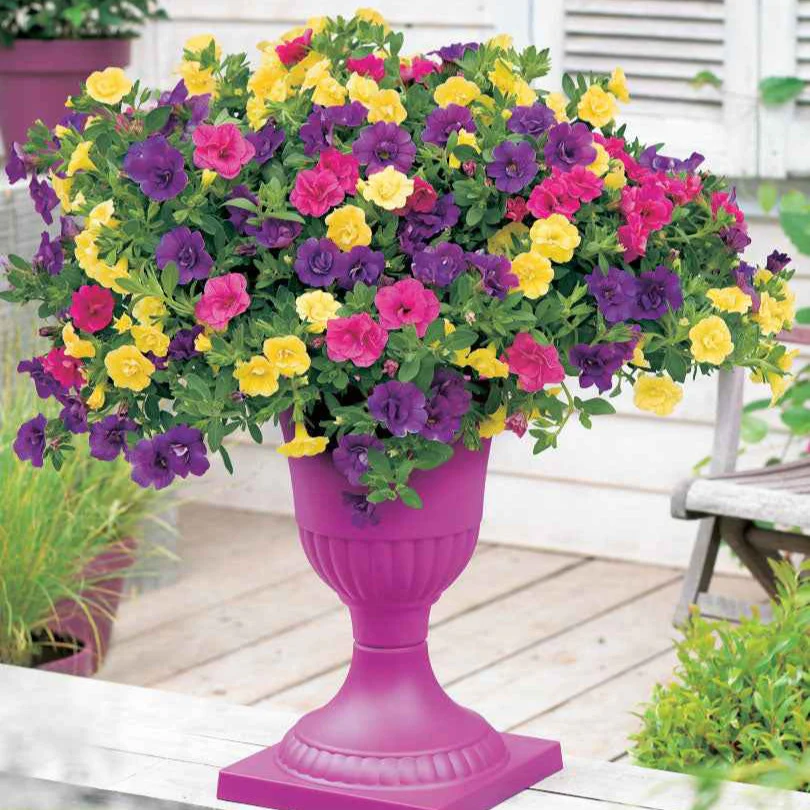 3 Pétunias à clochettes doubles en mélange – Image 3