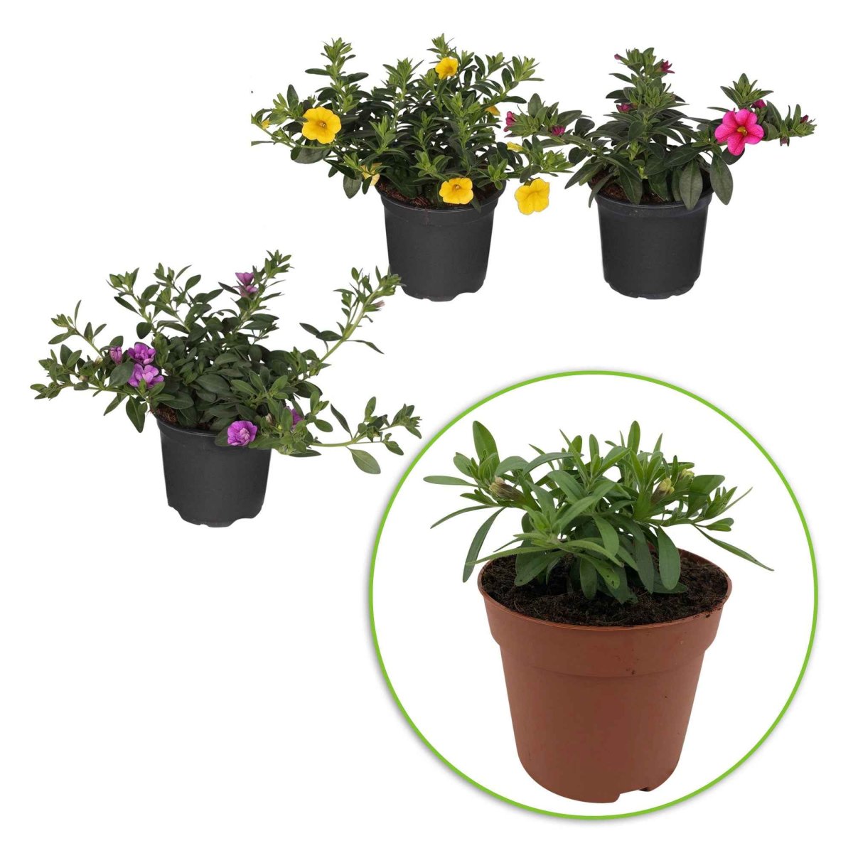 3 Pétunias à clochettes doubles en mélange – Image 4