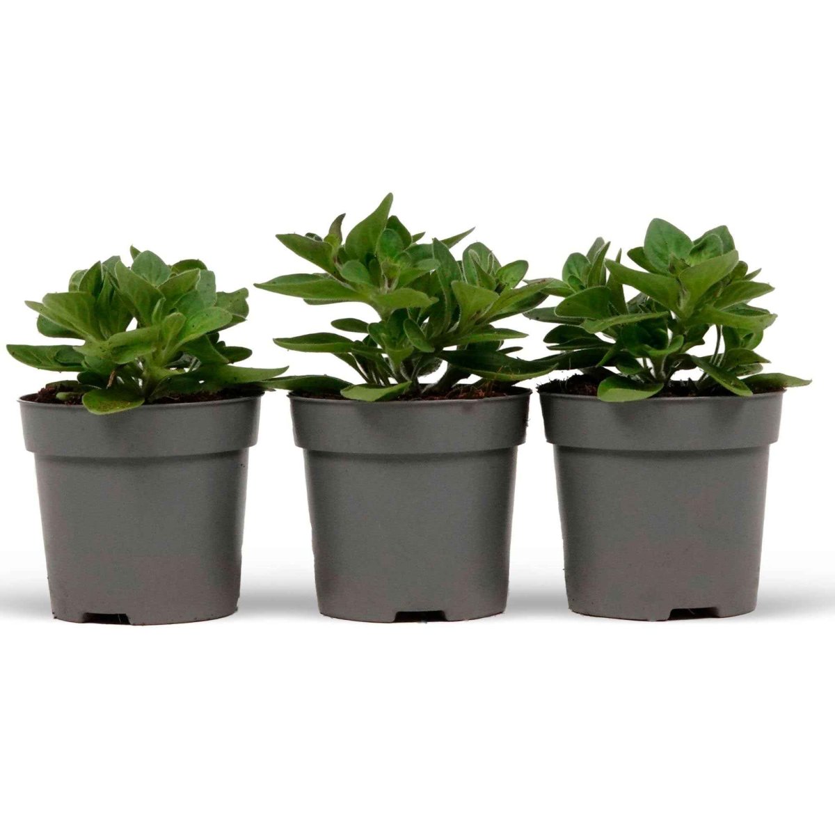 3 Pétunias des Alpes en mélange – Image 5