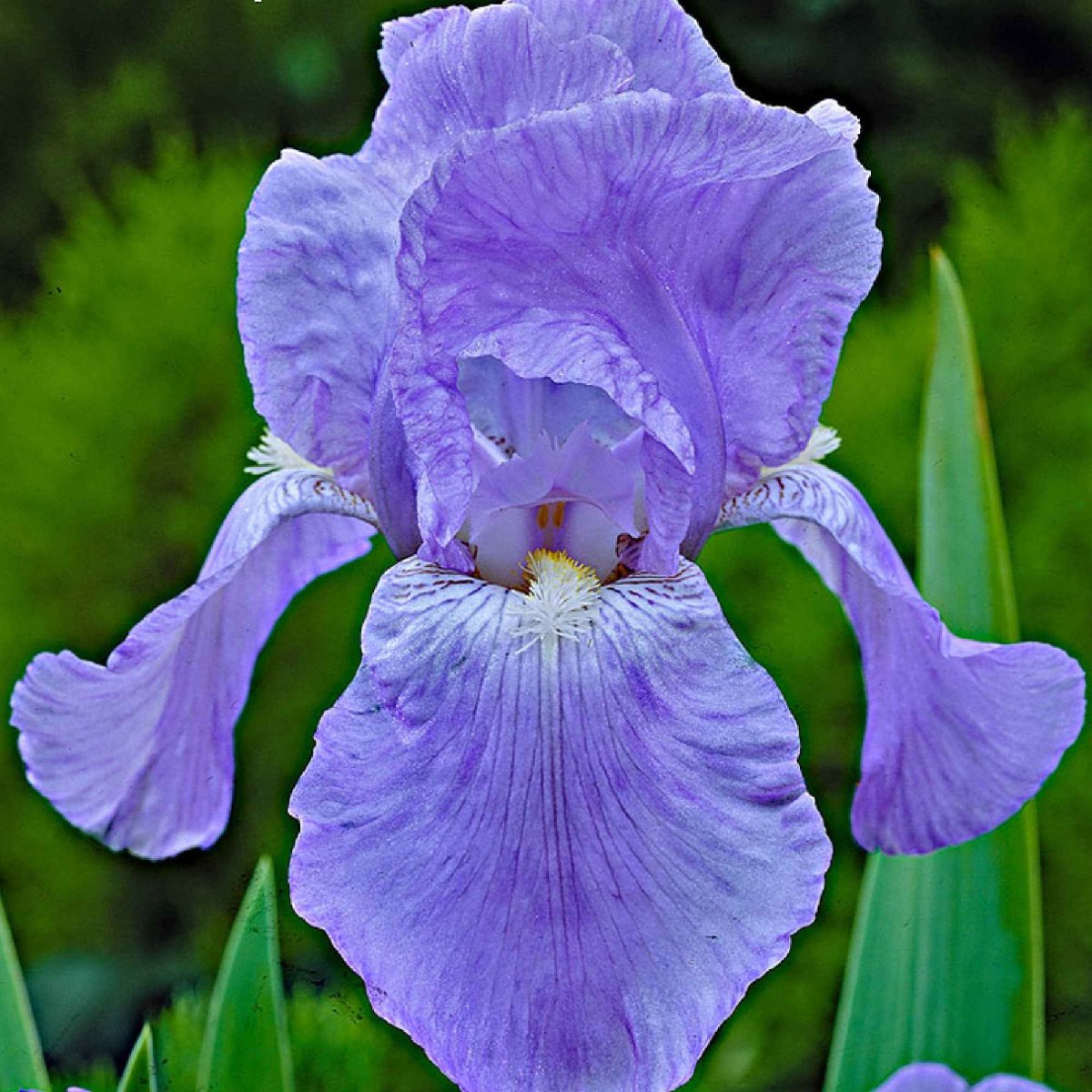 5 Iris des jardins Magic Melange en mélange – Image 5