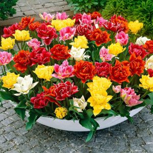 Tulipes doubles 'Murillo' en mélange