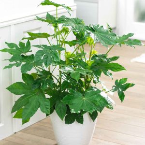 Aralia du Japon