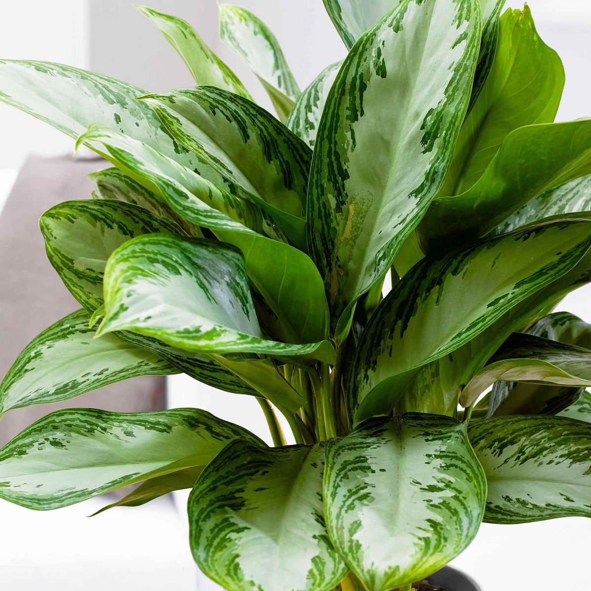 Aglaonema 'Silver Bay' gris-vert – Image 3