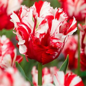 10 Tulipes perroquet Estella Rijnveld