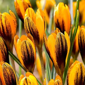 15 Crocus orange