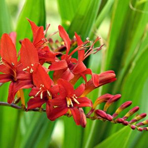 15 Crocosmias rouges