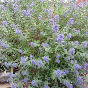 Barbe bleue Caryopteris 'Heavenly Blue'
