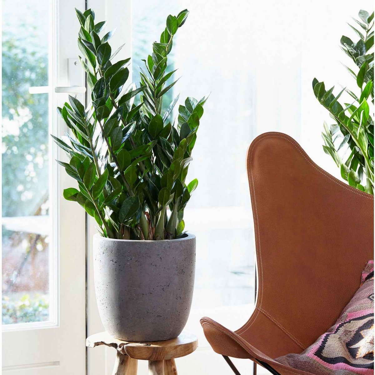 Zamioculcas – Image 5