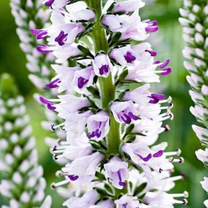 Véronique à longues feuilles 'Pink Eveline'