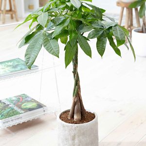 Arbre à argent Pachira aquatica tige tressé