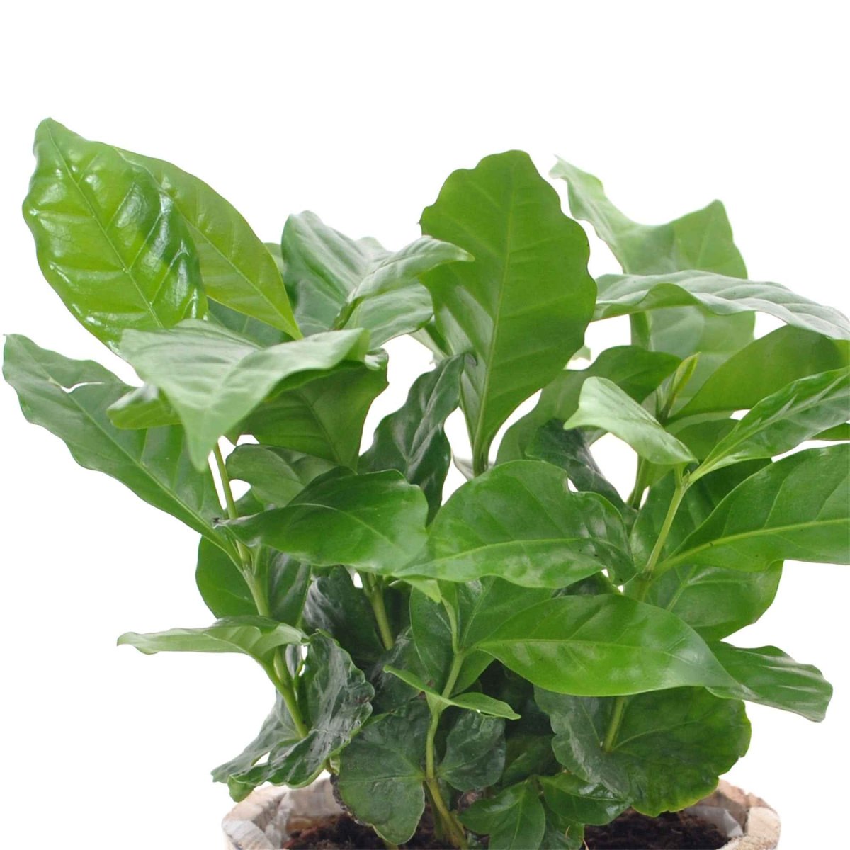 Caféier – Image 5