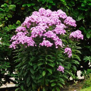 3 Phlox paniculé Laura