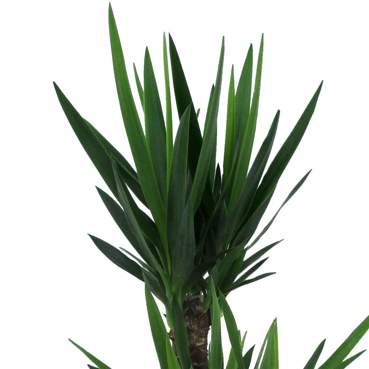Yucca Yucca elephantipes XL 2 troncs – Image 4
