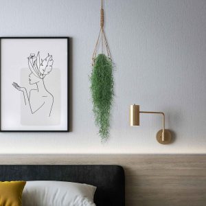 Bromélia Tillandsia usneoides  - Plante suspendue