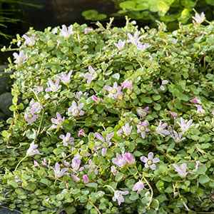 Mouron délicat – Image 2