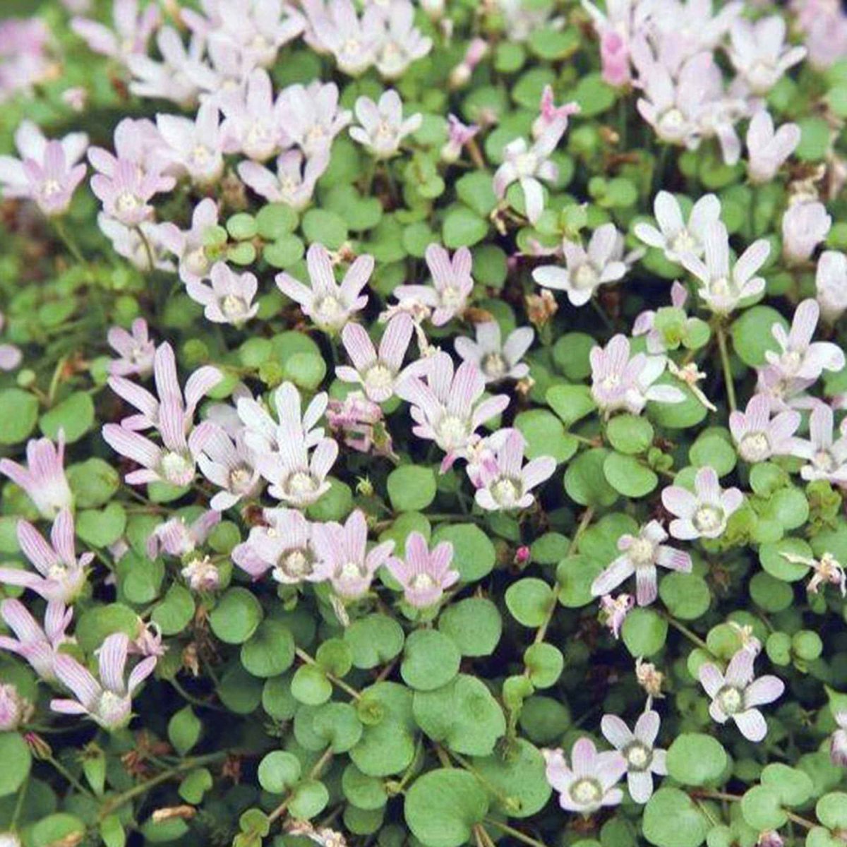 Mouron délicat – Image 3