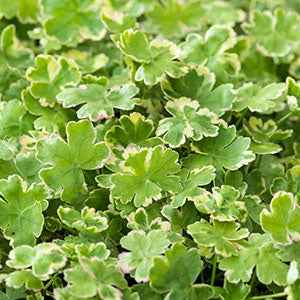 Écuelle d'eau panachée – Image 2