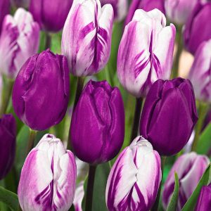 10 Tulipes mauves et blanches en mélange