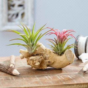Tillandsias sur bois