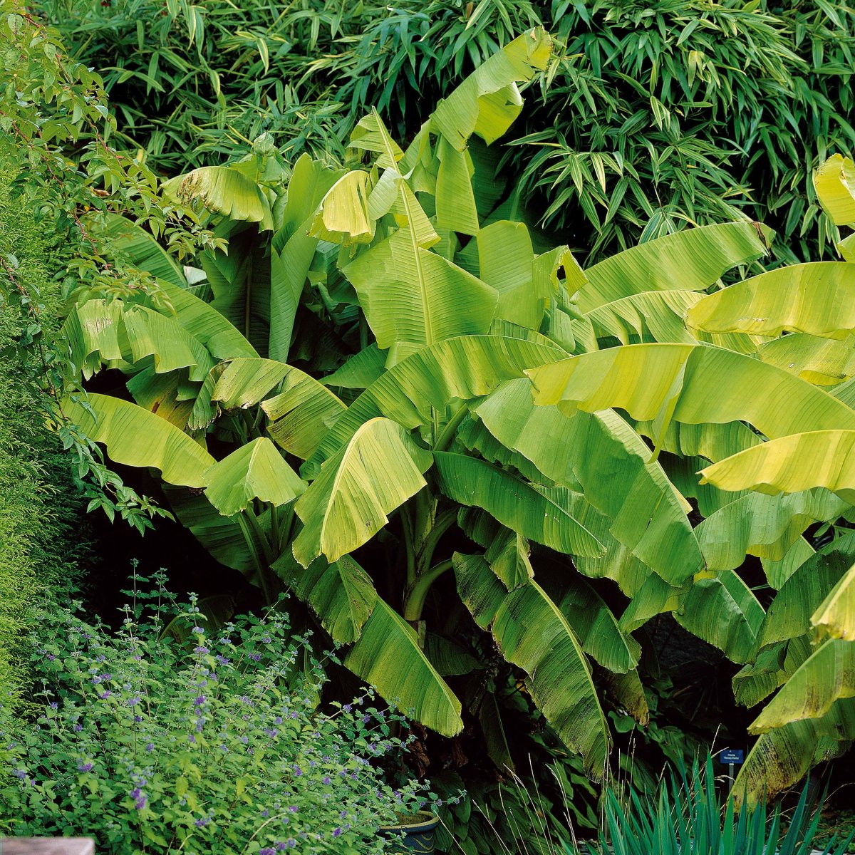 Bananier du Japon – Image 5