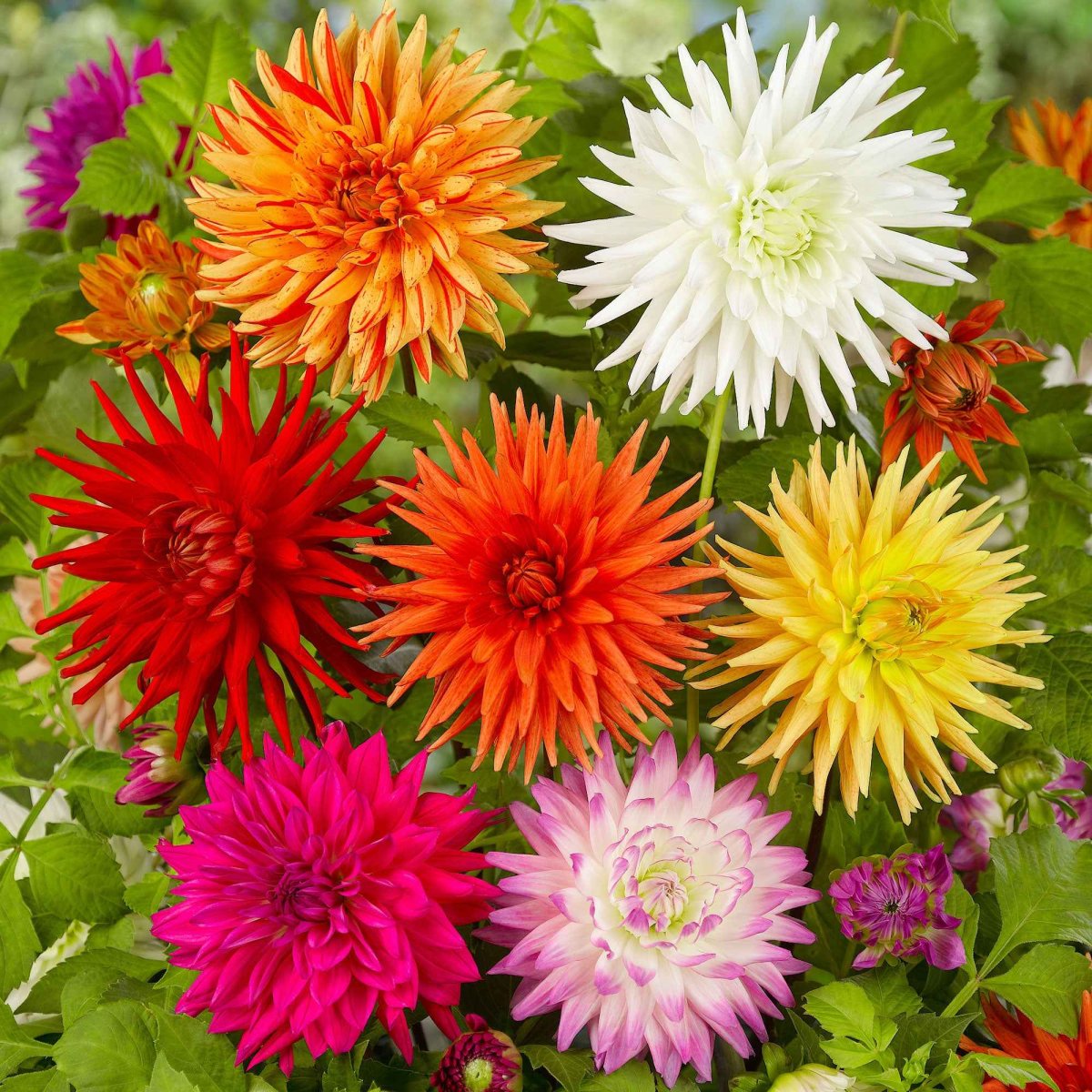 10 Dahlias cactus colorés en mélange – Image 2
