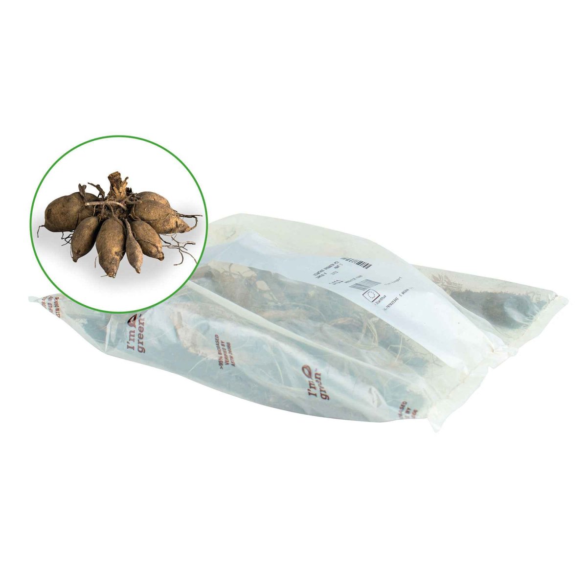 10 Dahlias cactus colorés en mélange – Image 4