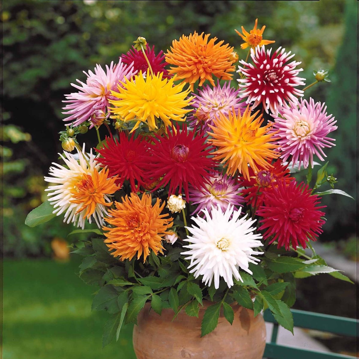 10 Dahlias cactus colorés en mélange – Image 3