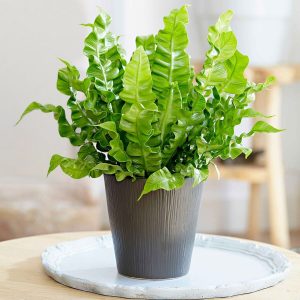 Asplénie nid-d'oiseau Asplenium 'Crispy Wave'