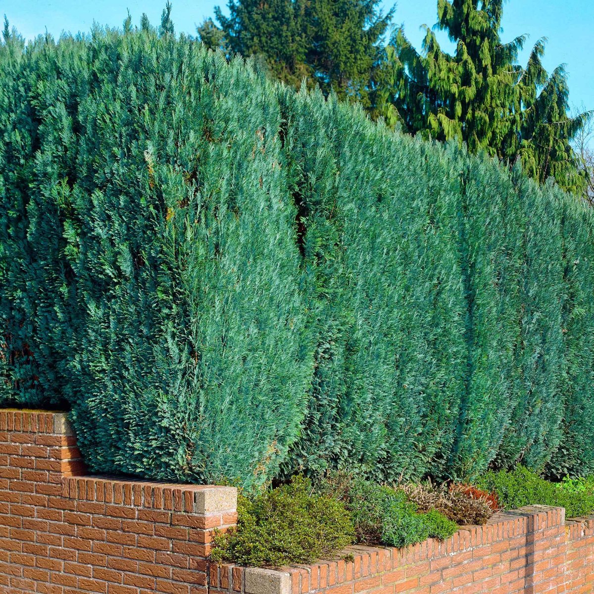 Faux Cyprès de Lawson – Image 3