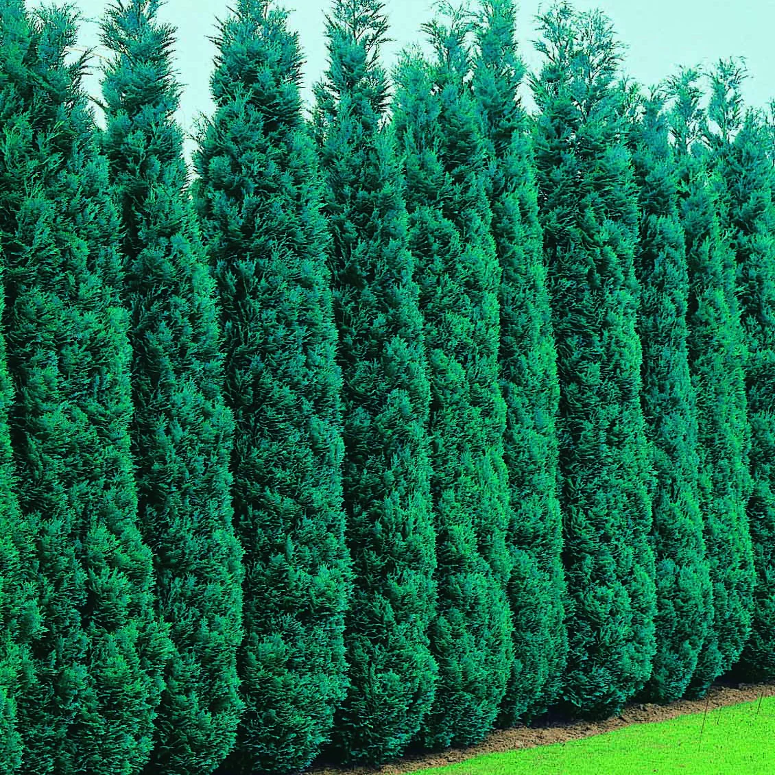 Faux Cyprès de Lawson – Image 6