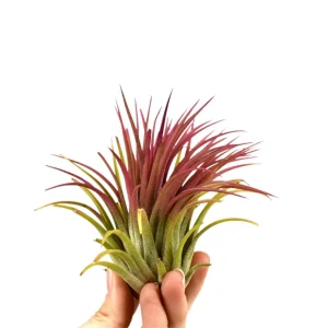 Bromélia Tillandsia ionantha Rouge