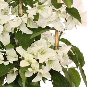 Bougainvillier blanc