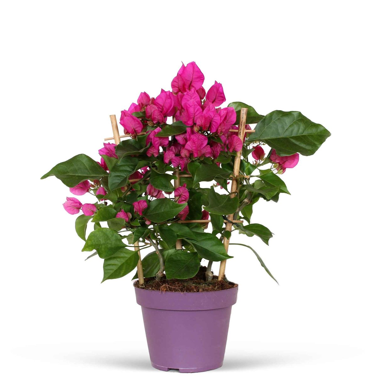 Bougainvillier 'Vera Deep Purple' – Image 5