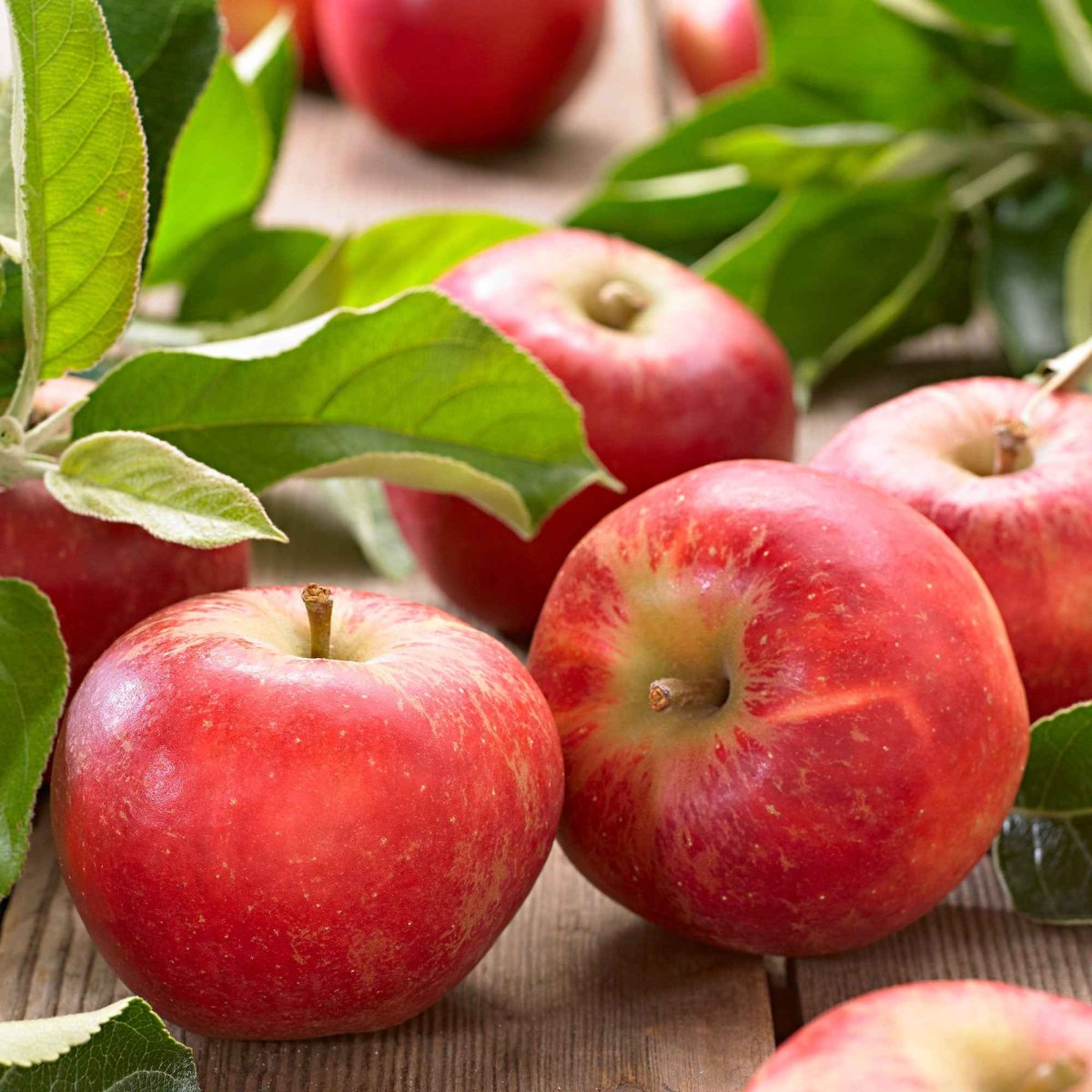 Pommier Elstar – Image 3