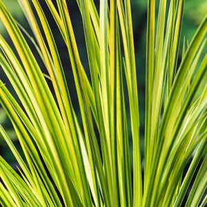 Acore graminée 'Ogon' – Image 5