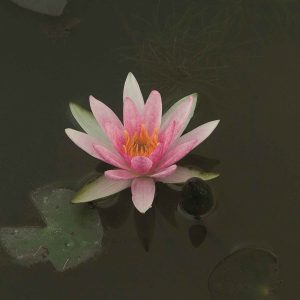 Nénuphar nain 'Pygmaea Rubra'