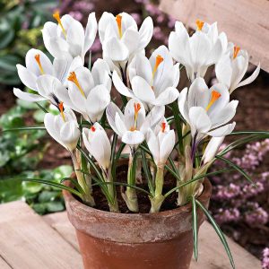 15 Crocus Jeanne d'Arc