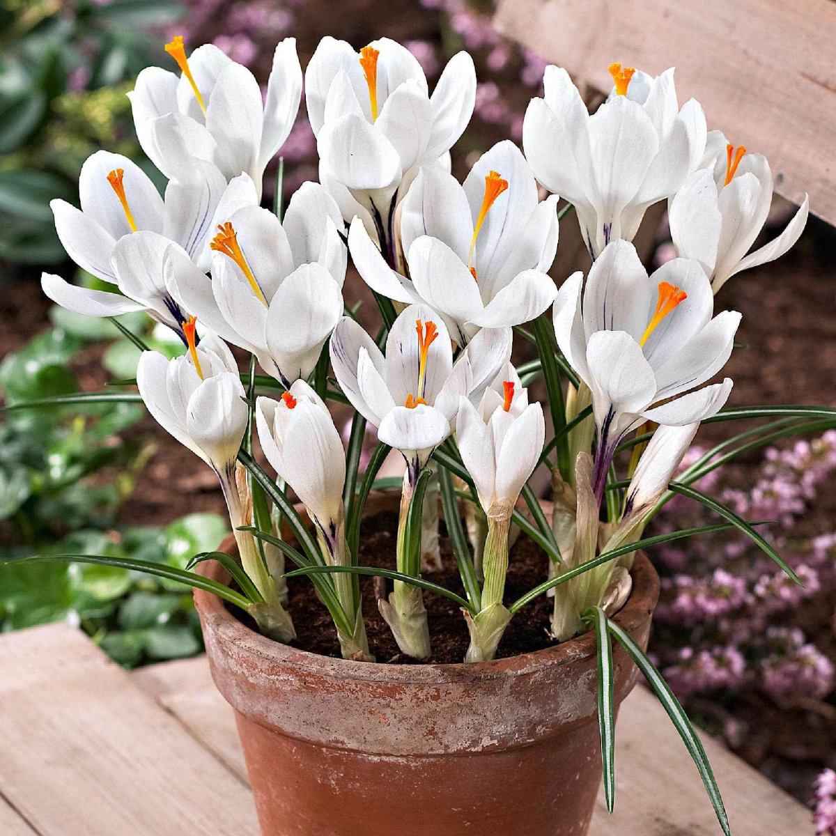 15 Crocus Jeanne d'Arc