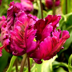 10 Tulipes perroquet Negrita Parrot